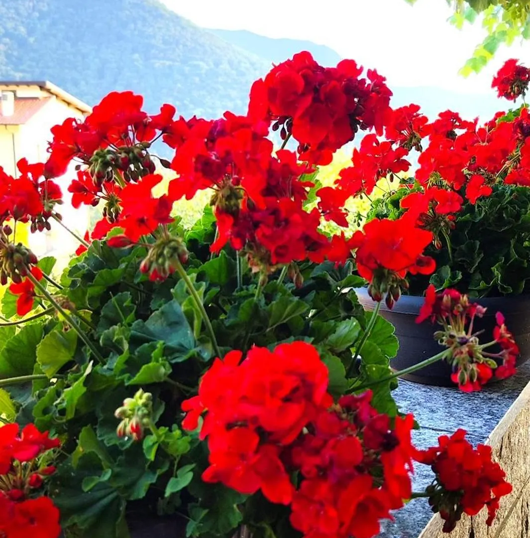 מלון Veleso Ristorante Bellavista Con Locanda